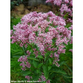 Kemeras ( lot.Eupatorium maculatum) Phantom