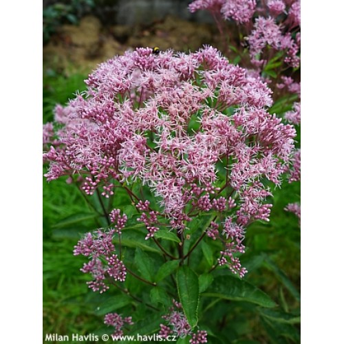 Kemeras ( lot.Eupatorium maculatum) Phantom