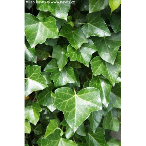 Gebenė atlantinė ( lot. Hedera hibernica) 