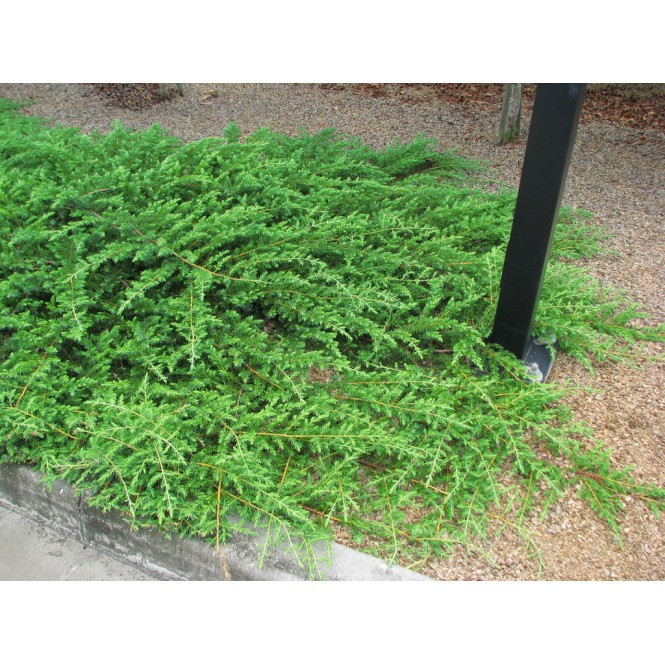 Kadagys pajūrinis ( lot. Juniperus conferta) Schlager