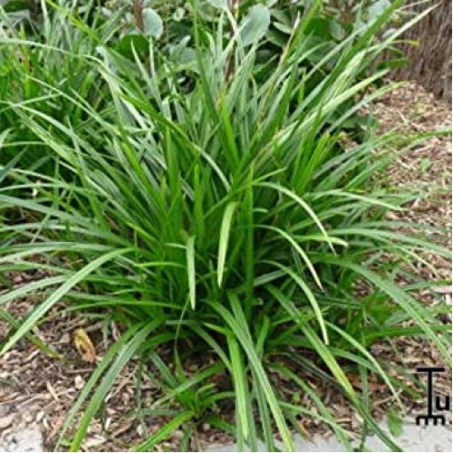 Viksva žvilgioji ( lot. Carex morrowii) Irish Green