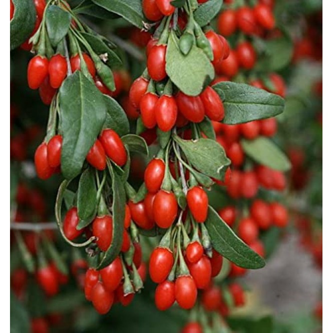 Dygliuotasis ožerškis-goji uogos (lot, Lycium barbarum)  Big Berry
