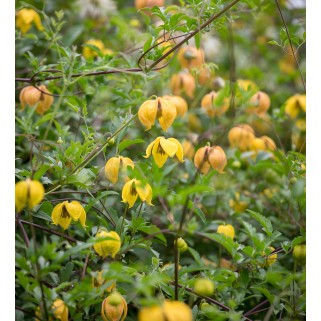 Raganė tangutinė ( lot.Clematis)  Bill Mackenzie