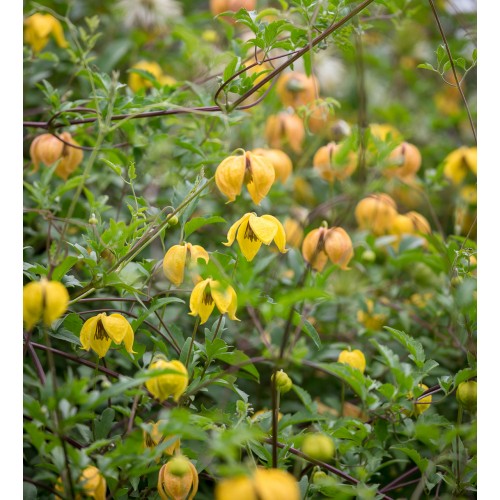 Raganė tangutinė ( lot.Clematis)  Bill Mackenzie