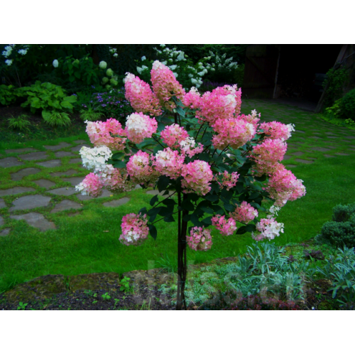 Hortenzija šluotelinė ant koto ( lot. Hydrangea paniculata) Vanilla Fraise