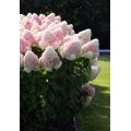Hortenzija šluotelinė ( lot. Hydrangea paniculata) Living summer love