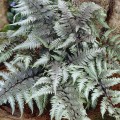 Blužniapapartis japoninis (lot.Athyrium niponicum) Pewter Lace