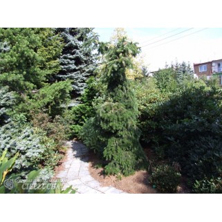 Kėnis kaukazinis ( lot. Abies nordmanniana) Pendula