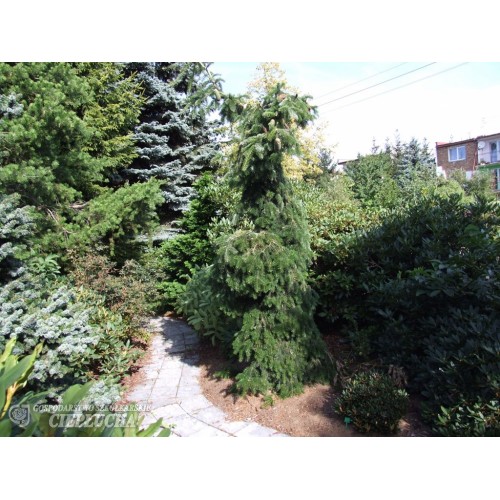 Kėnis kaukazinis ( lot. Abies nordmanniana) Pendula