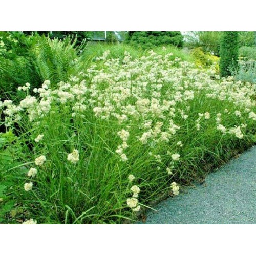 Kiskiagrikis ( lot. Luzula) Lucius