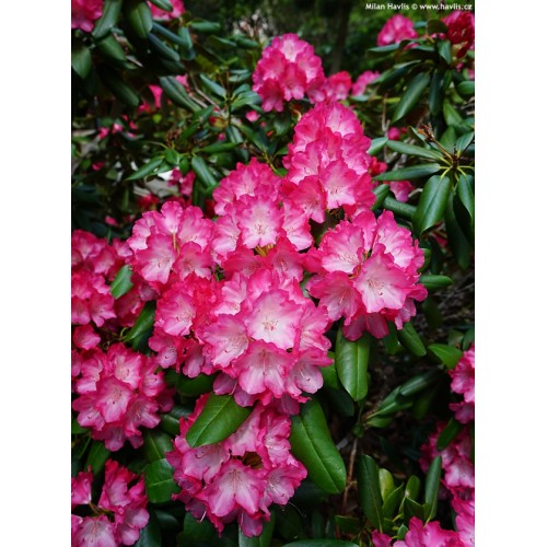 Rododendras jakušimaninis ( lot. Rhododendron yakushimanimum) Fantastica