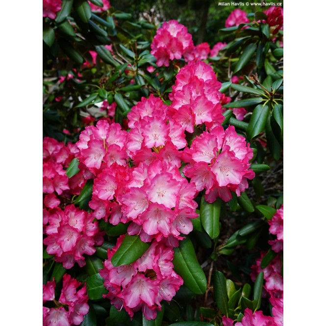 Rododendras jaukušimaninis ( lot. Rhododendron yakushimanimum) Fantastica