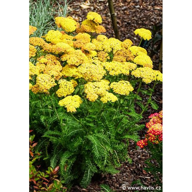 Kraujažolė paprastoji (lot. Achillea millefolium) Skysail Yellow