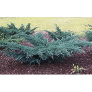 Kadagys virgininis ( lot. Juniperus virginiana)  Grey owl