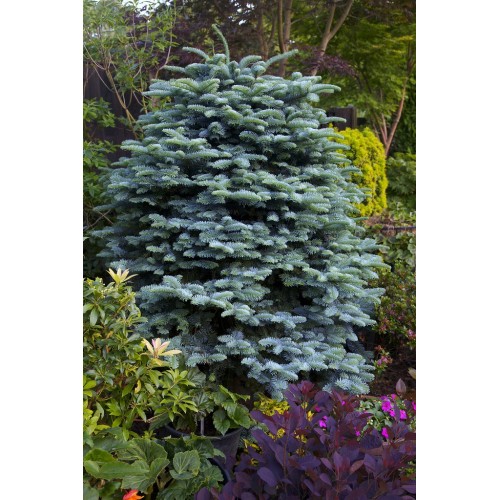 Kėnis kvapusis ( lot. Abies procera) Glauca