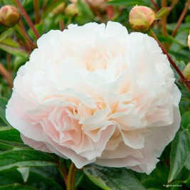 Bijūnas ( lot. peonia lactiflora )  Mothers Choice, 2025 ruduo