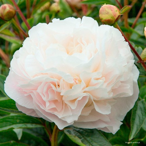 Bijūnas ( lot. peonia lactiflora )  Mothers Choice, 2025 ruduo