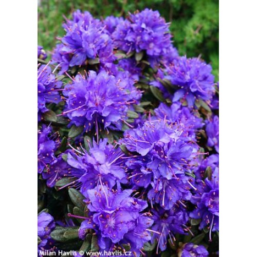 Rododendras tankusis( lot. Rhododendron impedium) Azurika