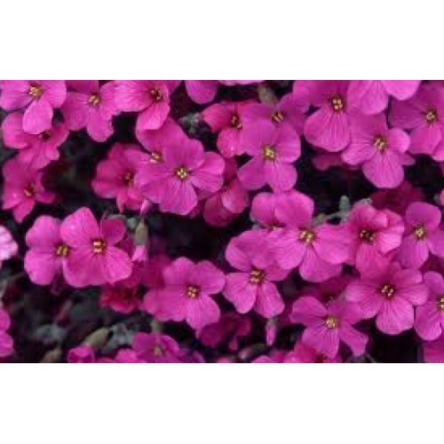 Aubretė ( lot. Aubrieta deltoidea) Rosea