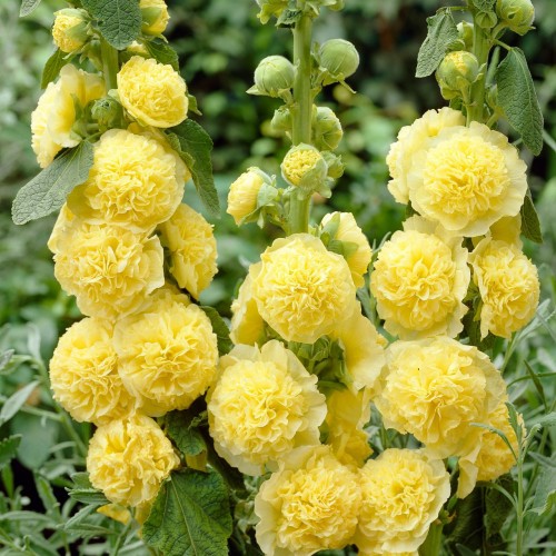 Piliaroze (lot.Alcea) Charter Double Yellow 