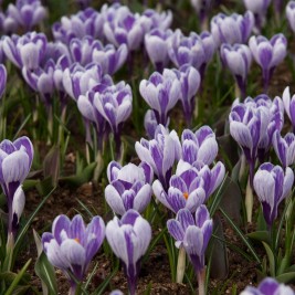 Krokai didžiažiedžiai (lot. Crocus)  King of the Striped , 10 vnt Krokai didžiažiedžiai (lot. Crocus)  King of the Striped , 10 vnt