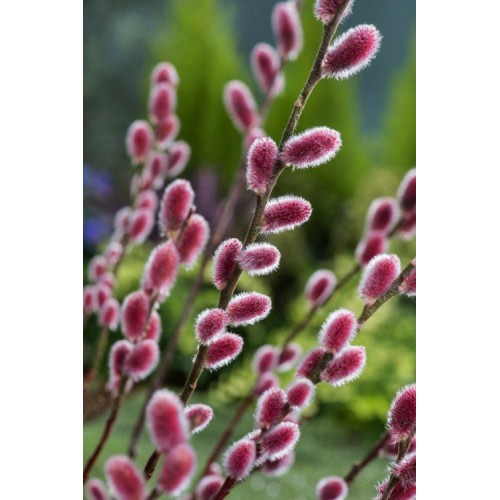 Karklas laibapurkis ( lot.salix gracilistyla) Mount Aso