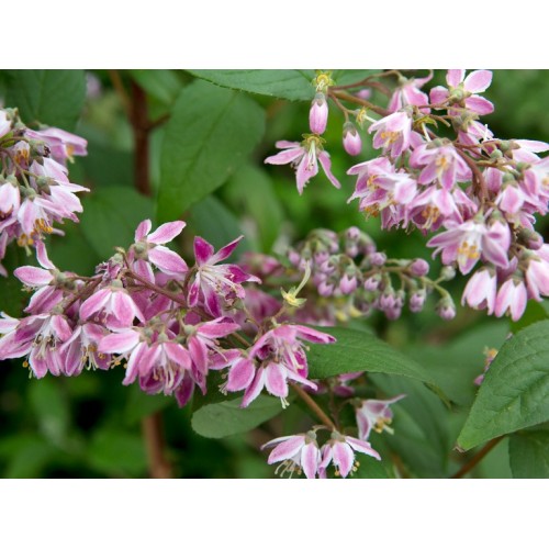 Deucija ( lot. Deutzia hybrida)  Strawberry fields