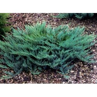 Kadagys gulsčiasis( lot. Juniperus horizontalis)  Blue Chip