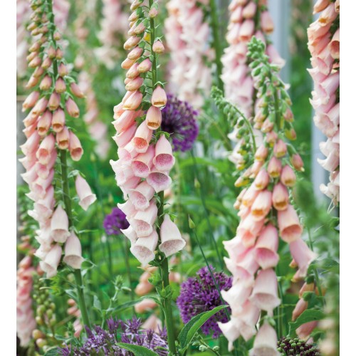 Rusmenė ( lot. digitalis purpurea)  Apricot Beauty