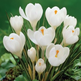 Krokai didžiažiedžiai (lot. Crocus)  Jeanne Dark , 10 vnt Krokai didžiažiedžiai (lot. Crocus)  Jeanne Dark , 10 vnt