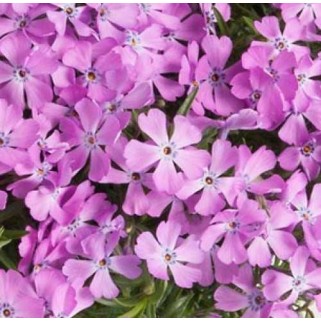 Flioksas ylalapis (Phlox subulata) Fabulous Rose