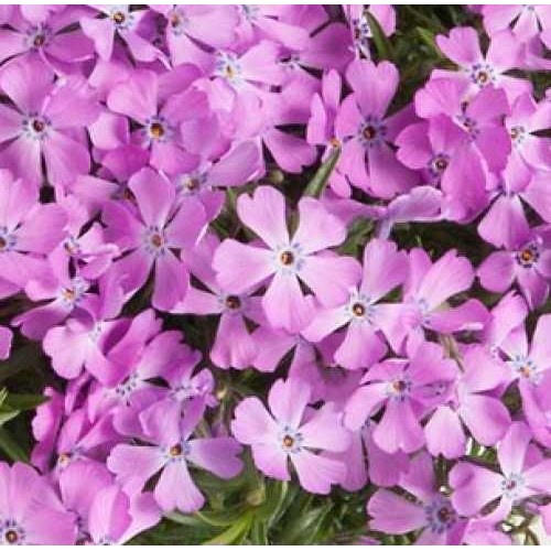 Flioksas ylalapis (Phlox subulata) Fabulous Rose