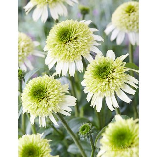 Ežiuolė rausvažiedė (lot.Echinacea purpurea) Delicious Nougat