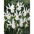 Vilkdalgis (lot. Iris hollandica ) White Magic, 100 vnt Vilkdalgis (lot. Iris hollandica ) White Magic, 100 vnt