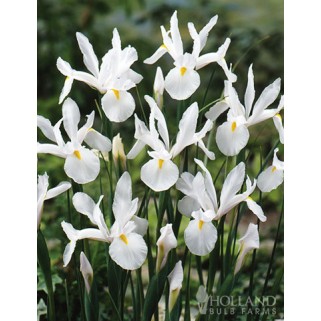 Vilkdalgis (lot. Iris hollandica ) White Magic, 50 vnt