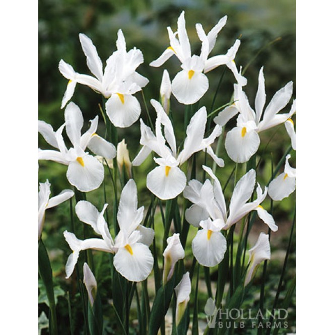 Vilkdalgis (lot. Iris hollandica ) White Magic, 100 vnt Vilkdalgis (lot. Iris hollandica ) White Magic, 100 vnt