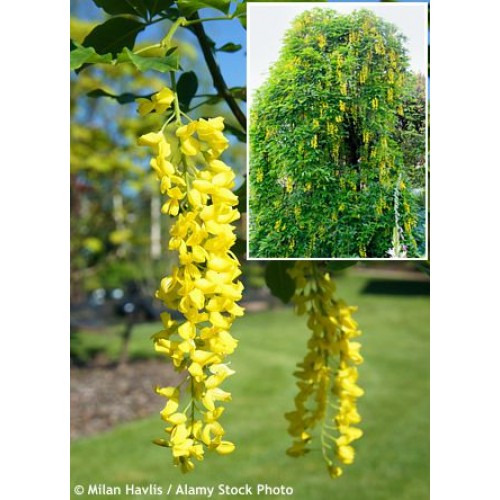 Pupmedis ( lot. Laburnum alpinum ) Pendulum