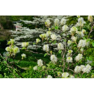 Vokarnis ( lot. Fothergilla intermedia) Blue Shadow