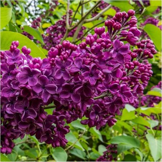 Alyva ant koto( lot.syringa vulgaris) Ludwig  Spaeth