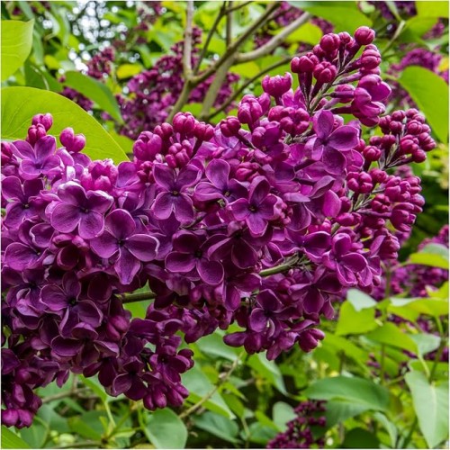 Alyva ant koto( lot.syringa vulgaris) Ludwig  Spaeth