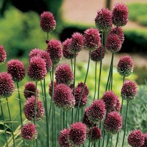 Kiaušininiai česnakai (lot.Allium sphaerocephalon)  100 vnt 