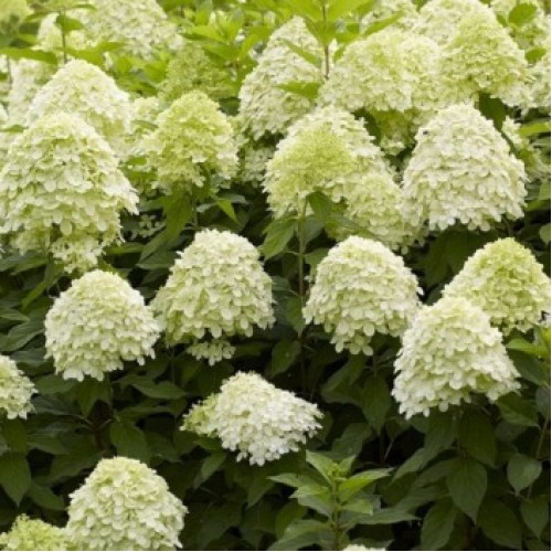 Hortenzija šluotelinė ( lot. Hydrangea paniculata) Limelight