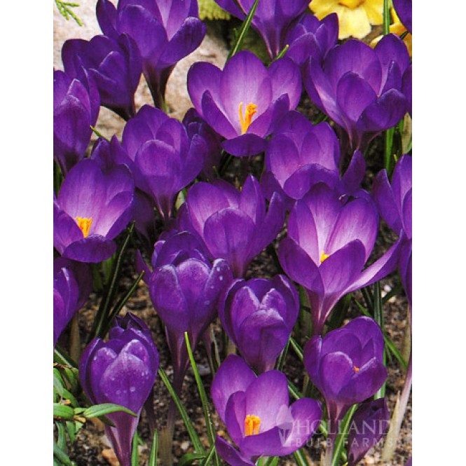 Krokai auksažiedžiai (lot. Crocus fuscotinctus) Ruby Giant , 200 vnt 