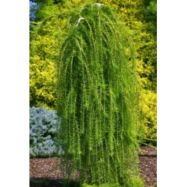 Maumedis japoninis ant koto ( lot. Larix kaempferi) Stiff Weeping 