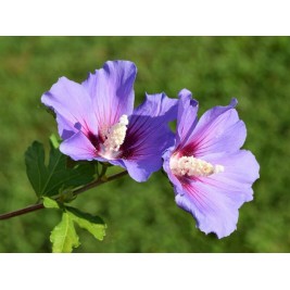 Kinrožė ( lot. Hibiscus syriacus) Oiseau Bleu (Blue Bird)