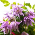 Raganė ( lot.Clematis atragene)  Pink Surprise