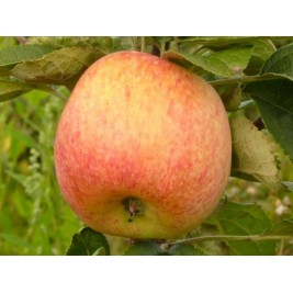 Obelis vasarinė ( lot. Malus domestica) Konfetnaja