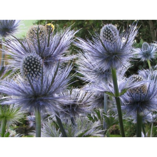 Zunda alpinė ( lot. Eryngium alpinum)