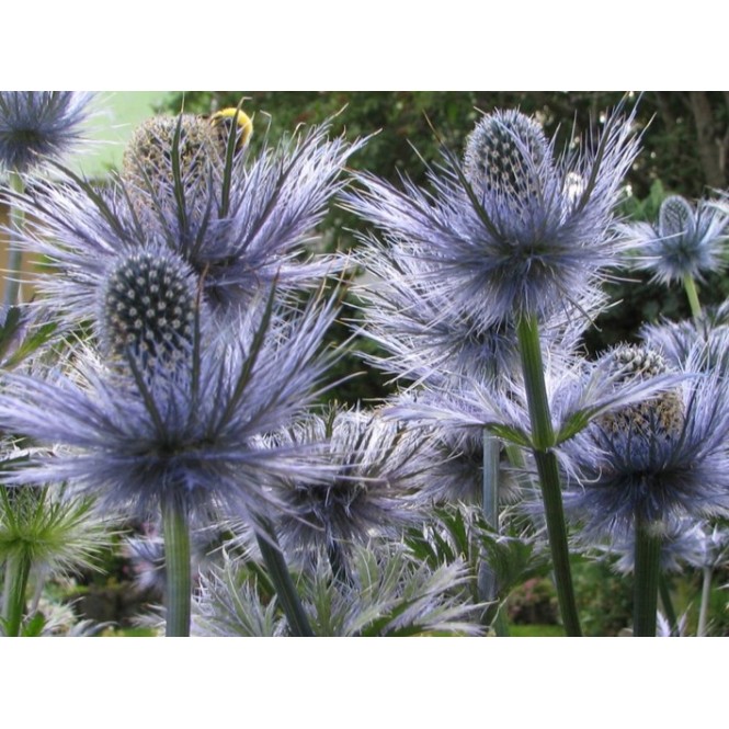 Zunda alpinė ( lot. Eryngium alpinum)