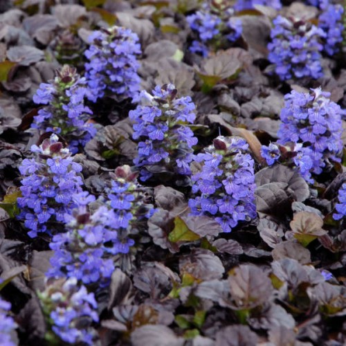 Vaisgina (lot. Ajuga reptans) Black Scallop